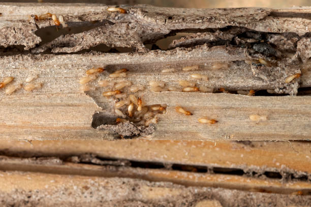 Best Local Pest Control Services  in Burlingame, CA