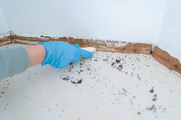 Best Rat Extermination Near Me  in Burlingame, CA